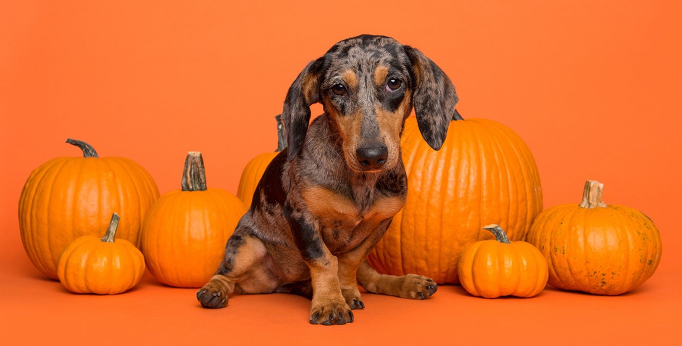Howl-O-Ween Puppy Yoga at Paw Yoga Manchester